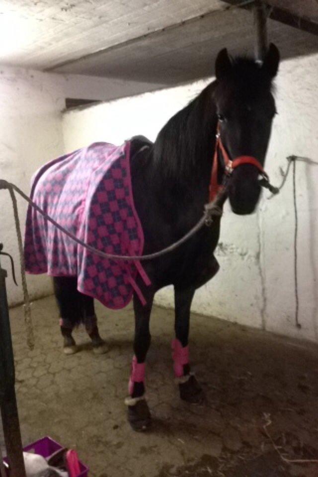 Aegidienberger Venja billede 14