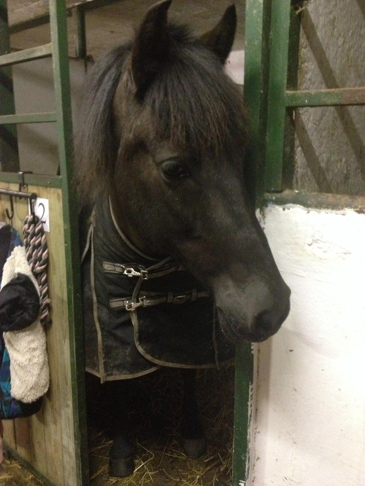 Aegidienberger Venja billede 19