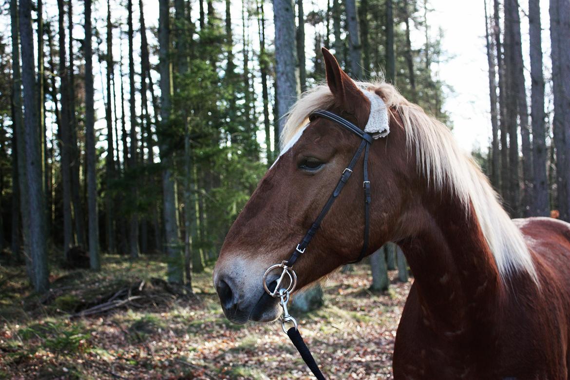 Frederiksborg | Ajaxander Jones (Ajax) - 09/02-15 billede 2