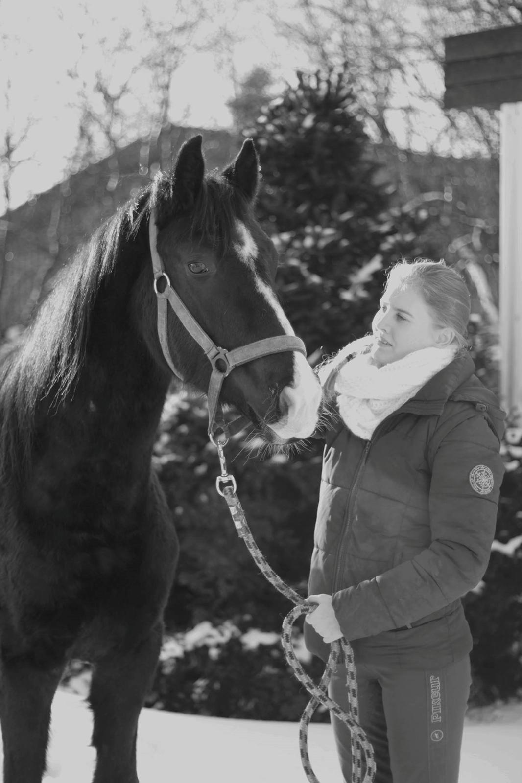 Dansk Varmblod Mosegårdens Derello "Frost" <3 billede 29