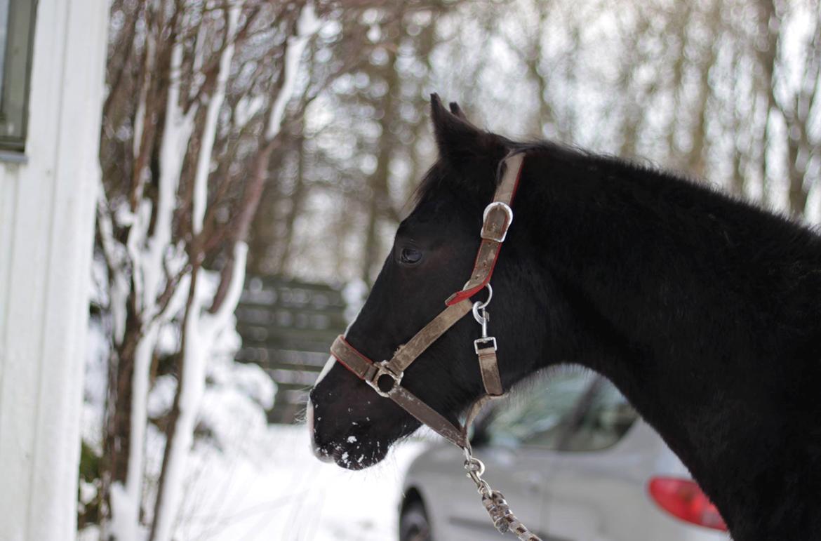 Dansk Varmblod Mosegårdens Derello "Frost" <3 billede 31
