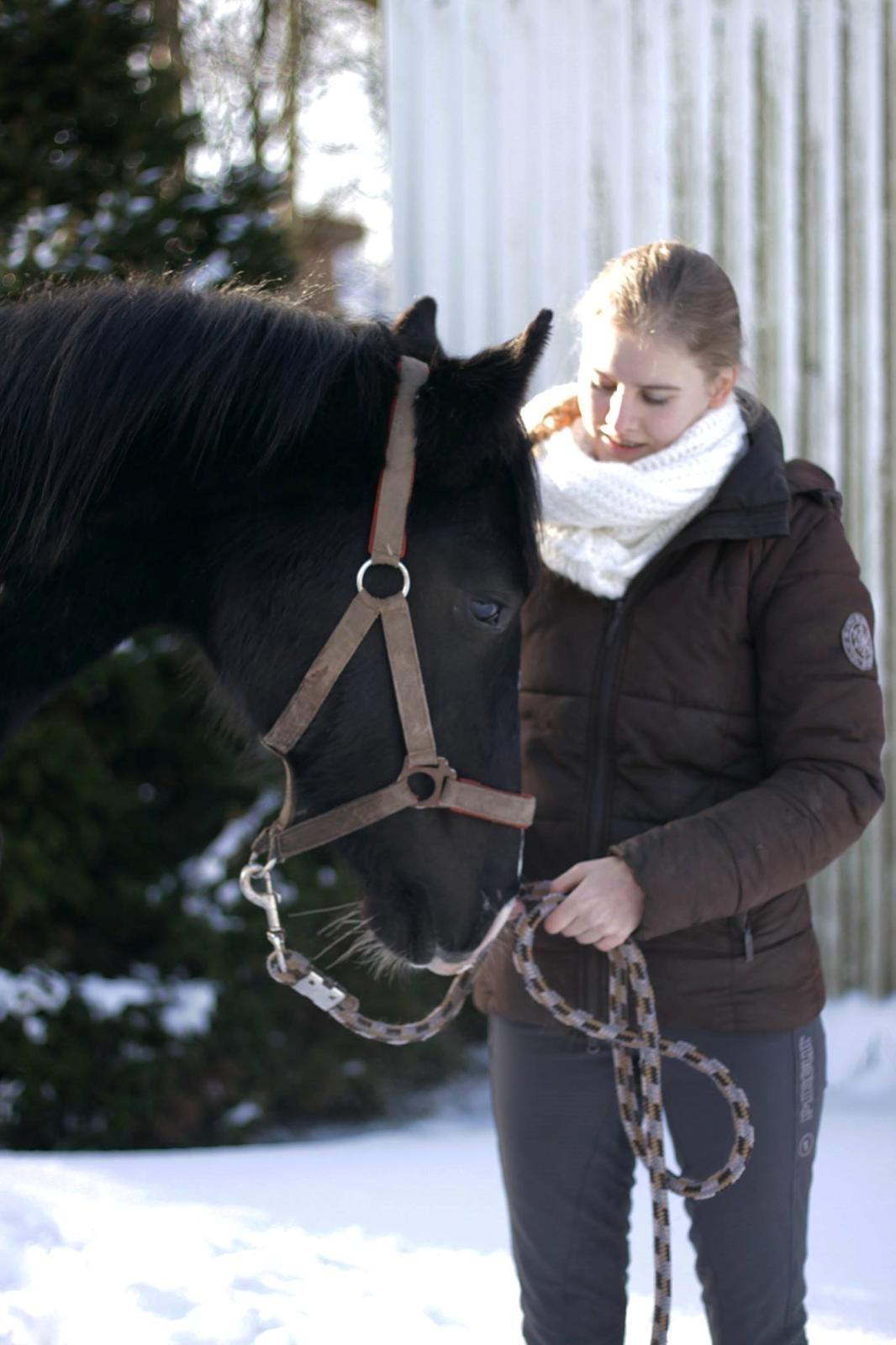 Dansk Varmblod Mosegårdens Derello "Frost" <3 billede 28