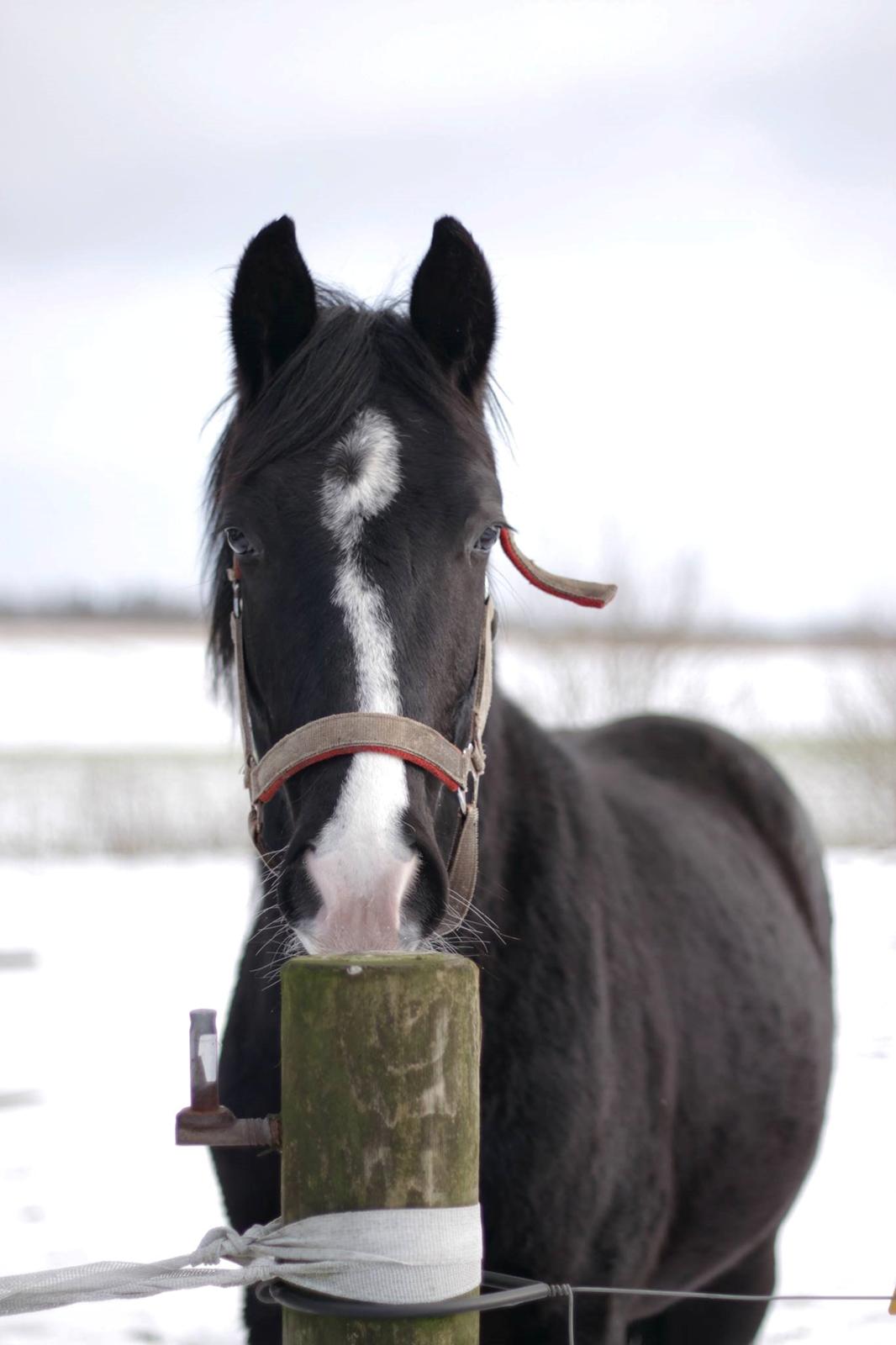 Dansk Varmblod Mosegårdens Derello "Frost" <3 billede 30