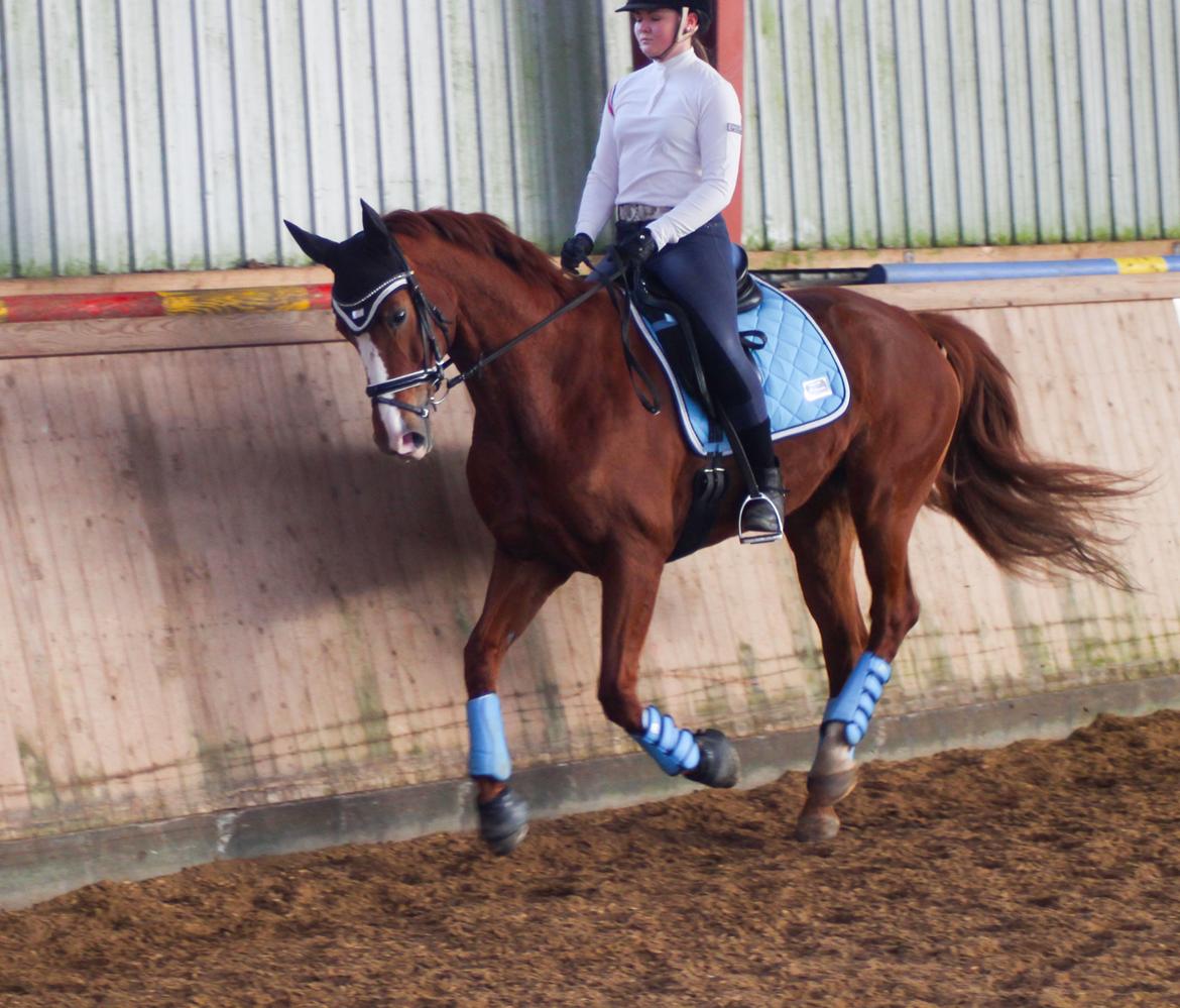 Hannoveraner Lady La Martina billede 16