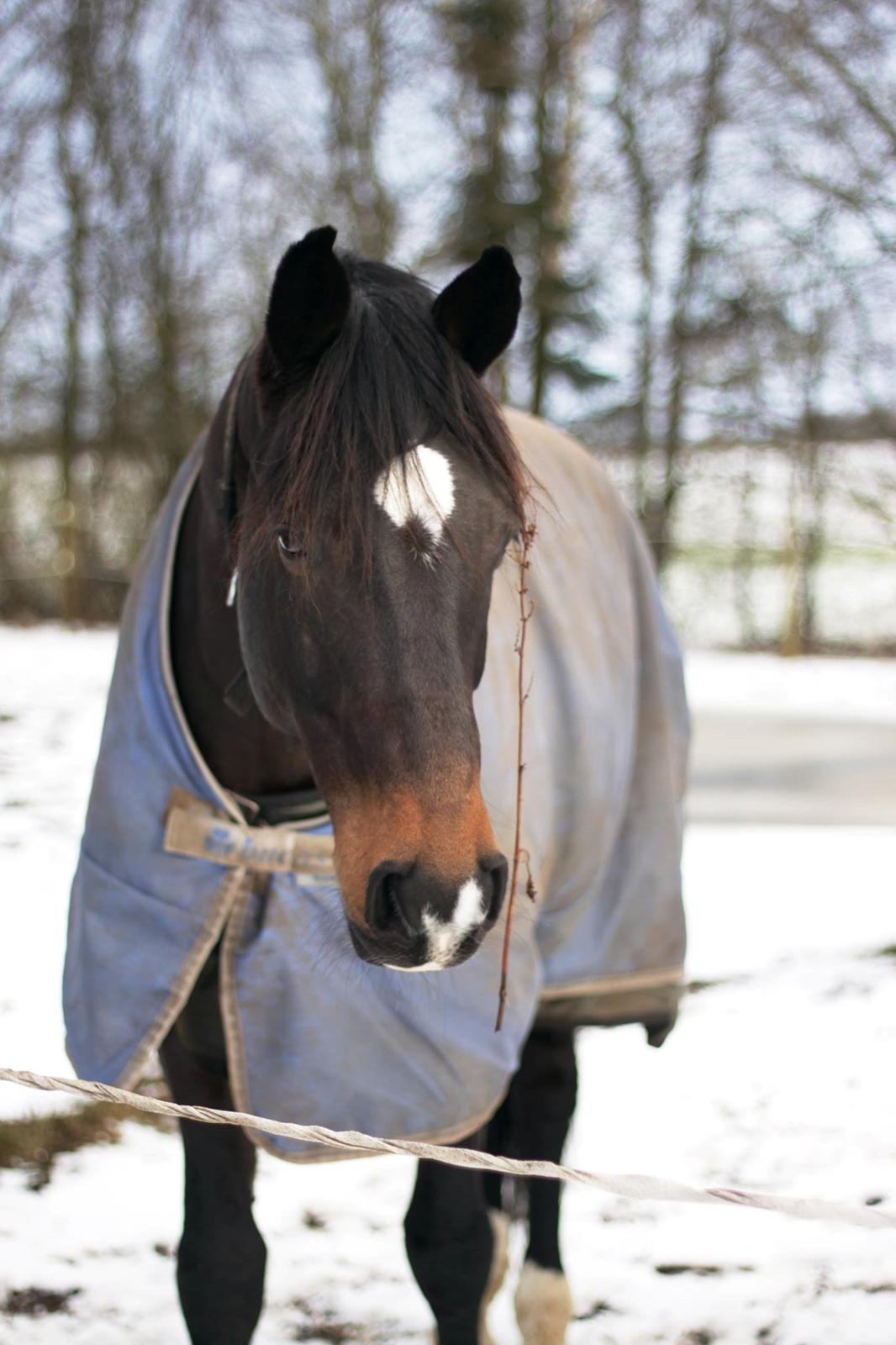 Dansk Varmblod Mosegårdens Diamando <3 - Sen vinter 2015 billede 23