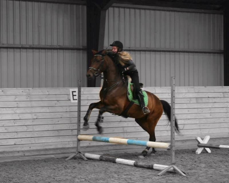 Welsh Partbred (Sec F) Filur billede 11