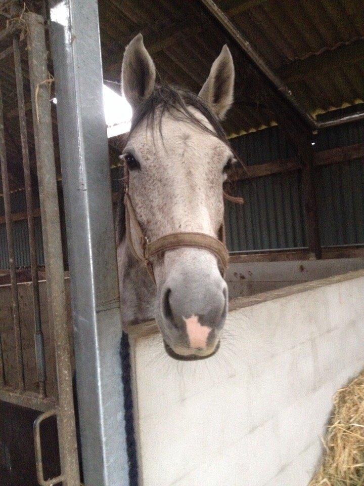 Holstener Tivalis billede 6