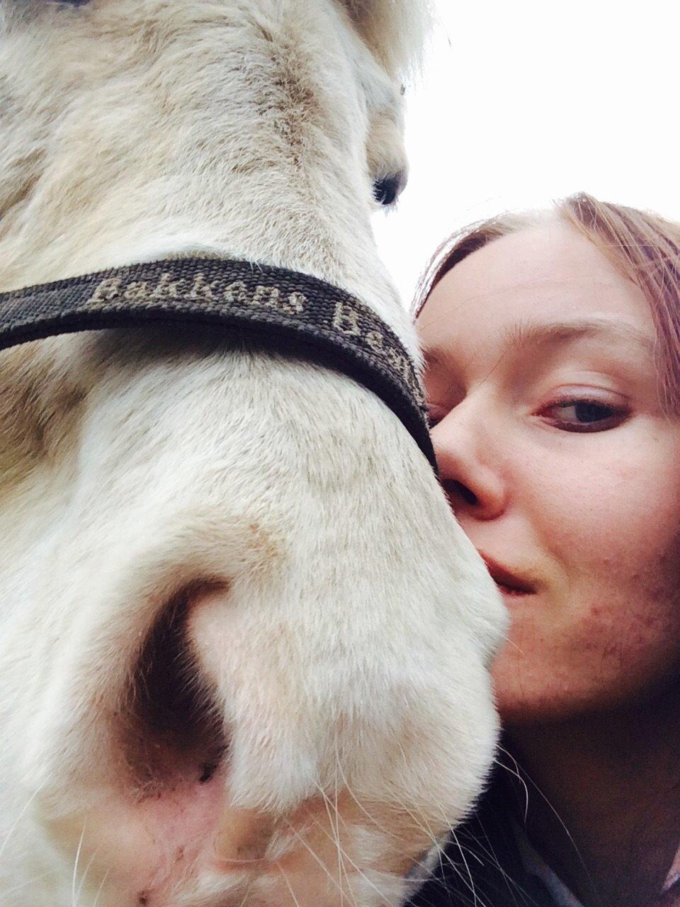 Islænder Jökladís Frá Markaskarði billede 1