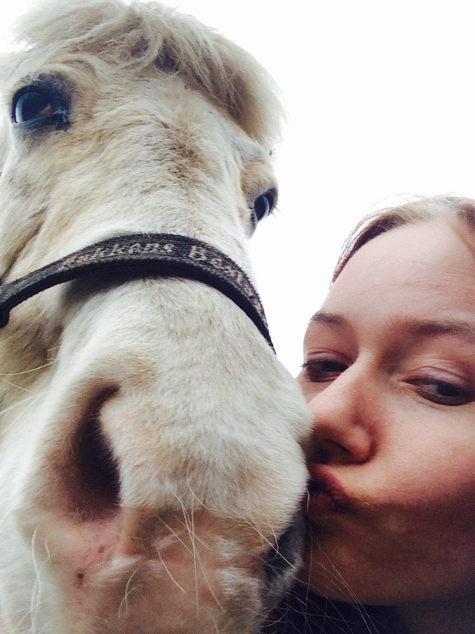 Islænder Jökladís Frá Markaskarði billede 2