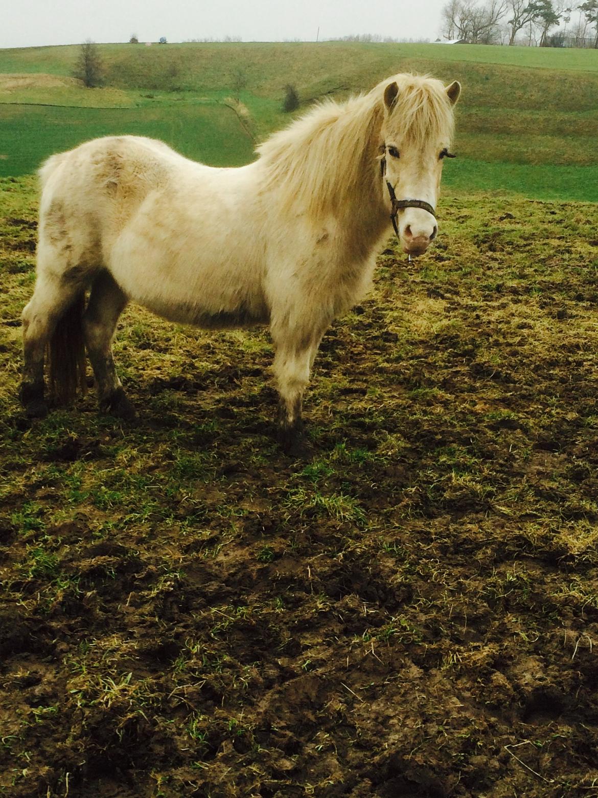Islænder Jökladís Frá Markaskarði billede 3