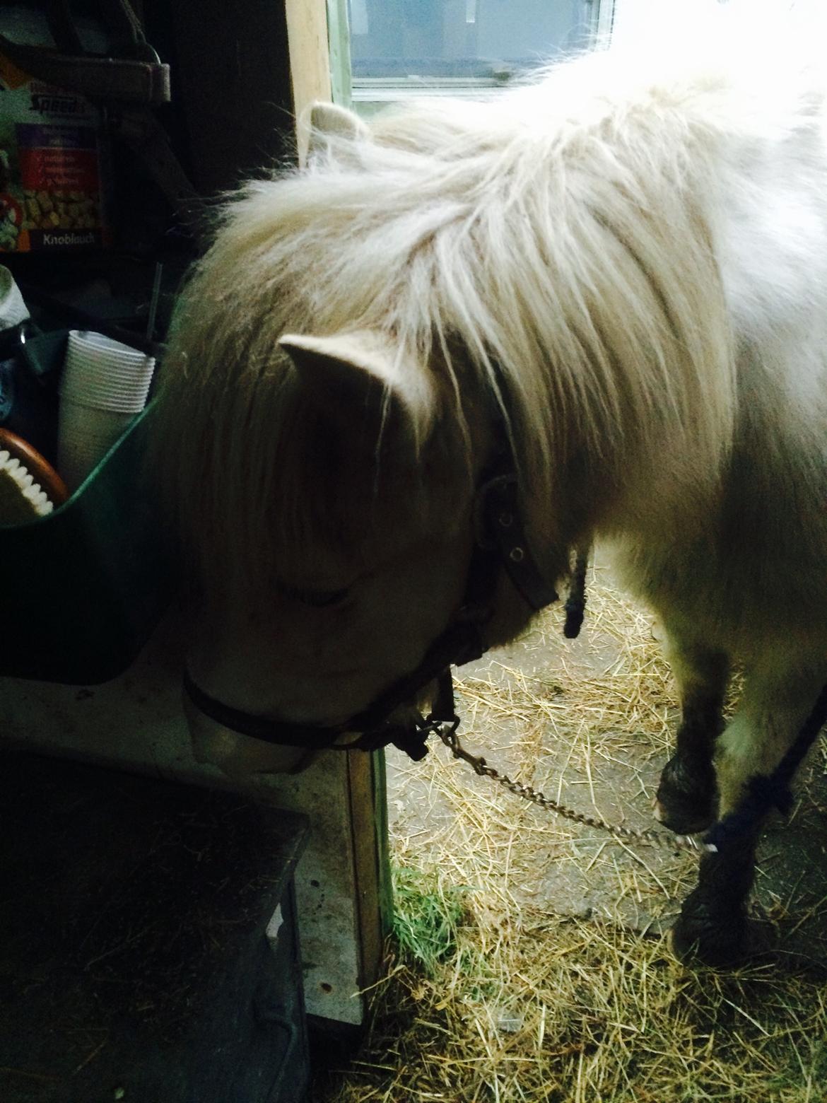Islænder Jökladís Frá Markaskarði billede 5