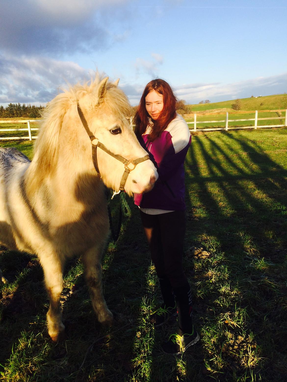 Islænder Jökladís Frá Markaskarði billede 4