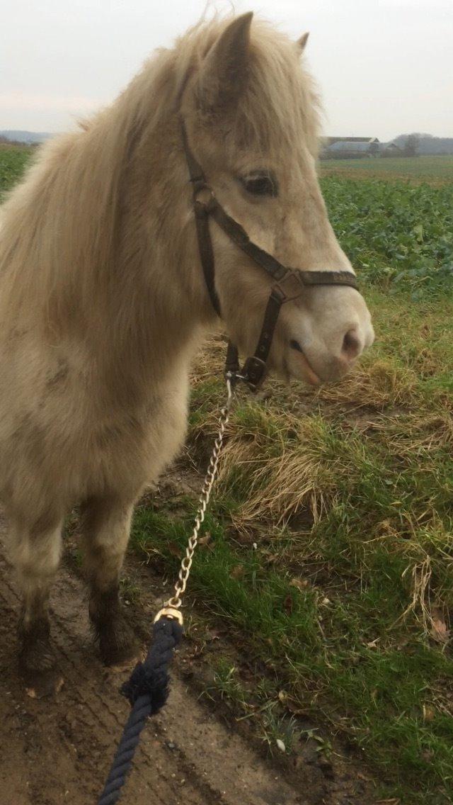 Islænder Jökladís Frá Markaskarði billede 6