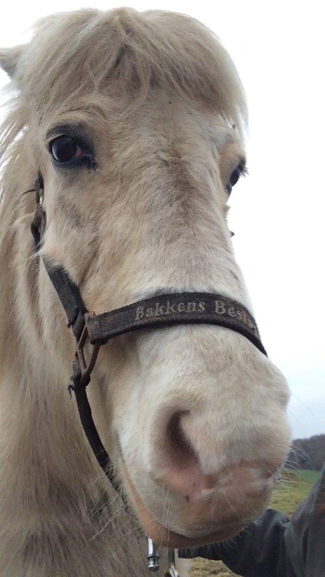 Islænder Jökladís Frá Markaskarði billede 7