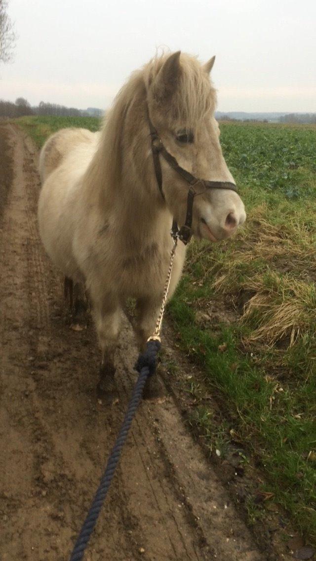 Islænder Jökladís Frá Markaskarði billede 8