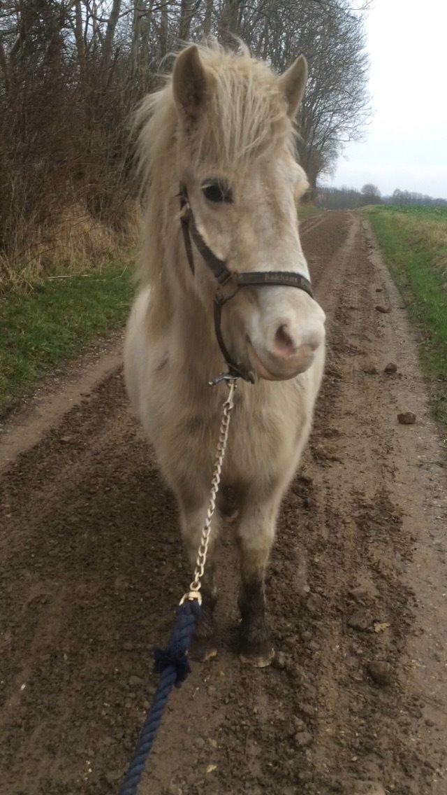 Islænder Jökladís Frá Markaskarði billede 9