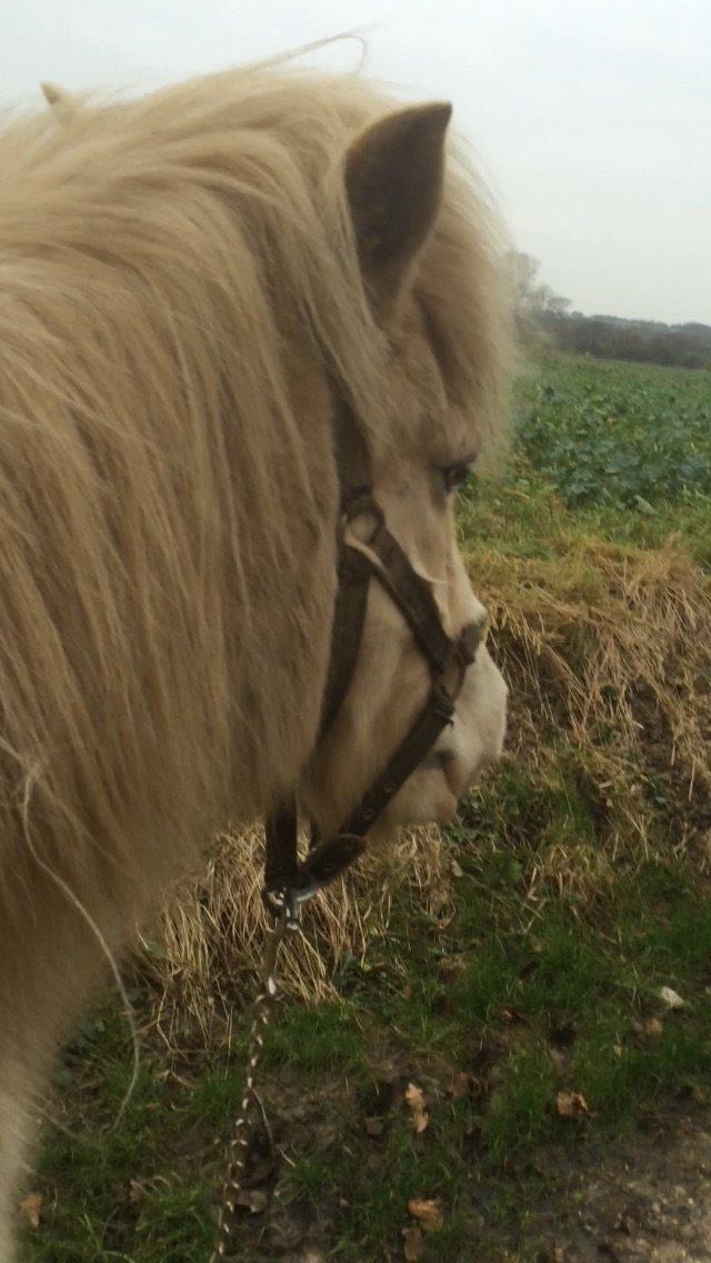 Islænder Jökladís Frá Markaskarði billede 10