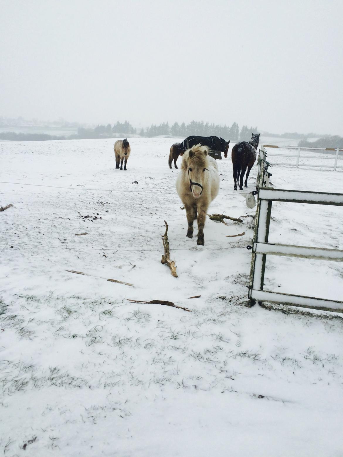 Islænder Jökladís Frá Markaskarði billede 11