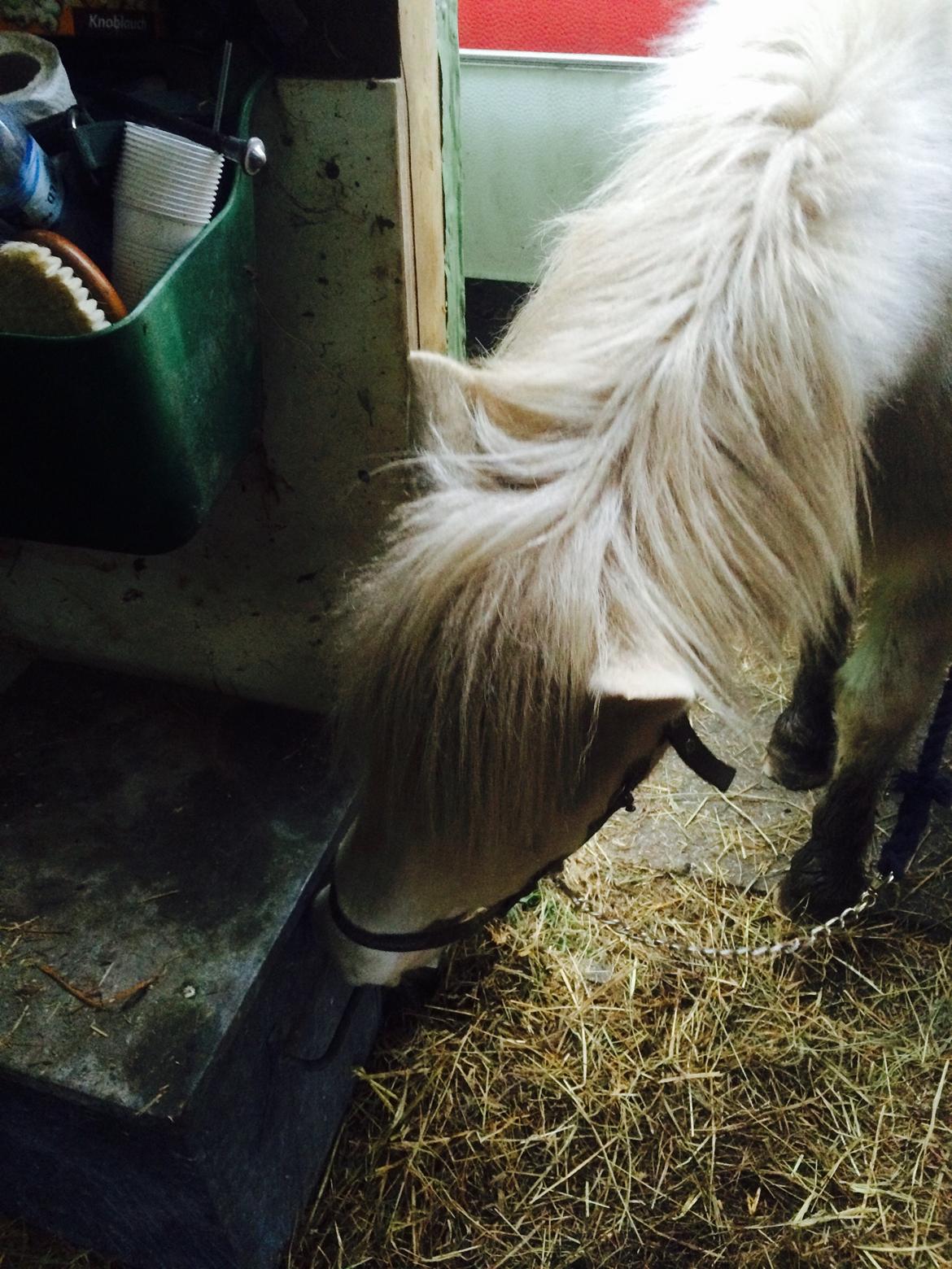 Islænder Jökladís Frá Markaskarði billede 12