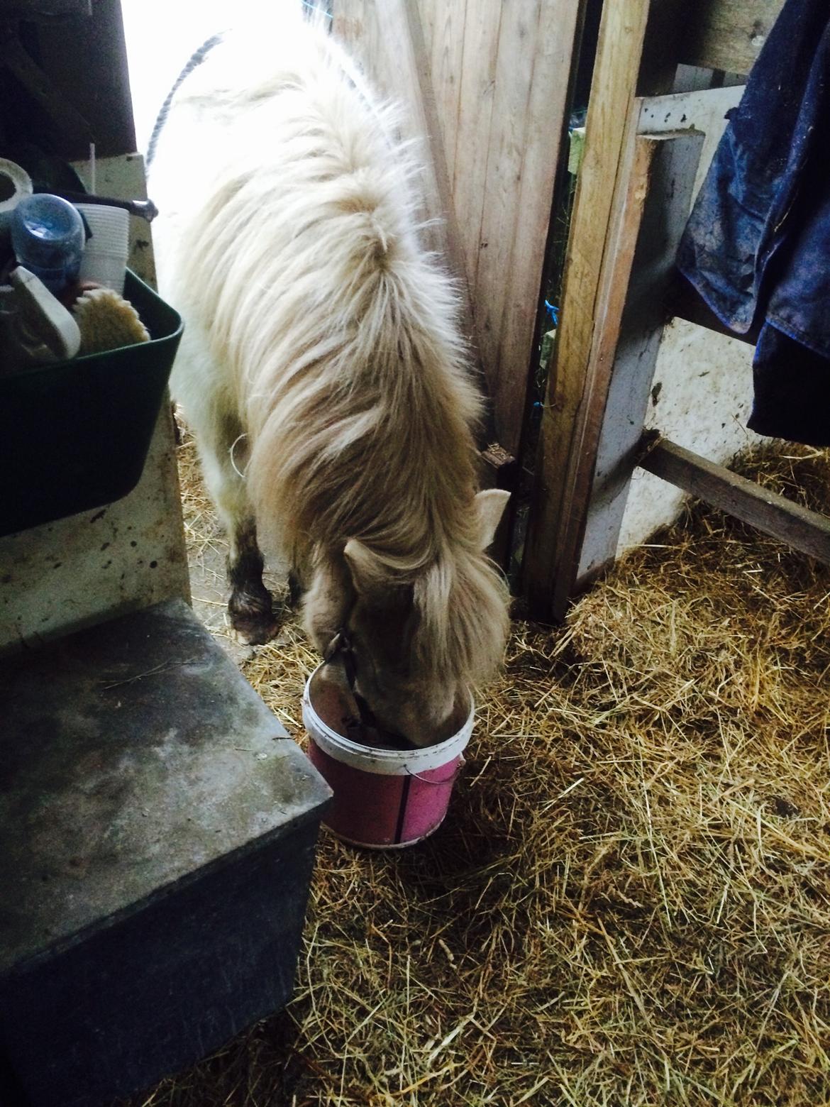 Islænder Jökladís Frá Markaskarði billede 13