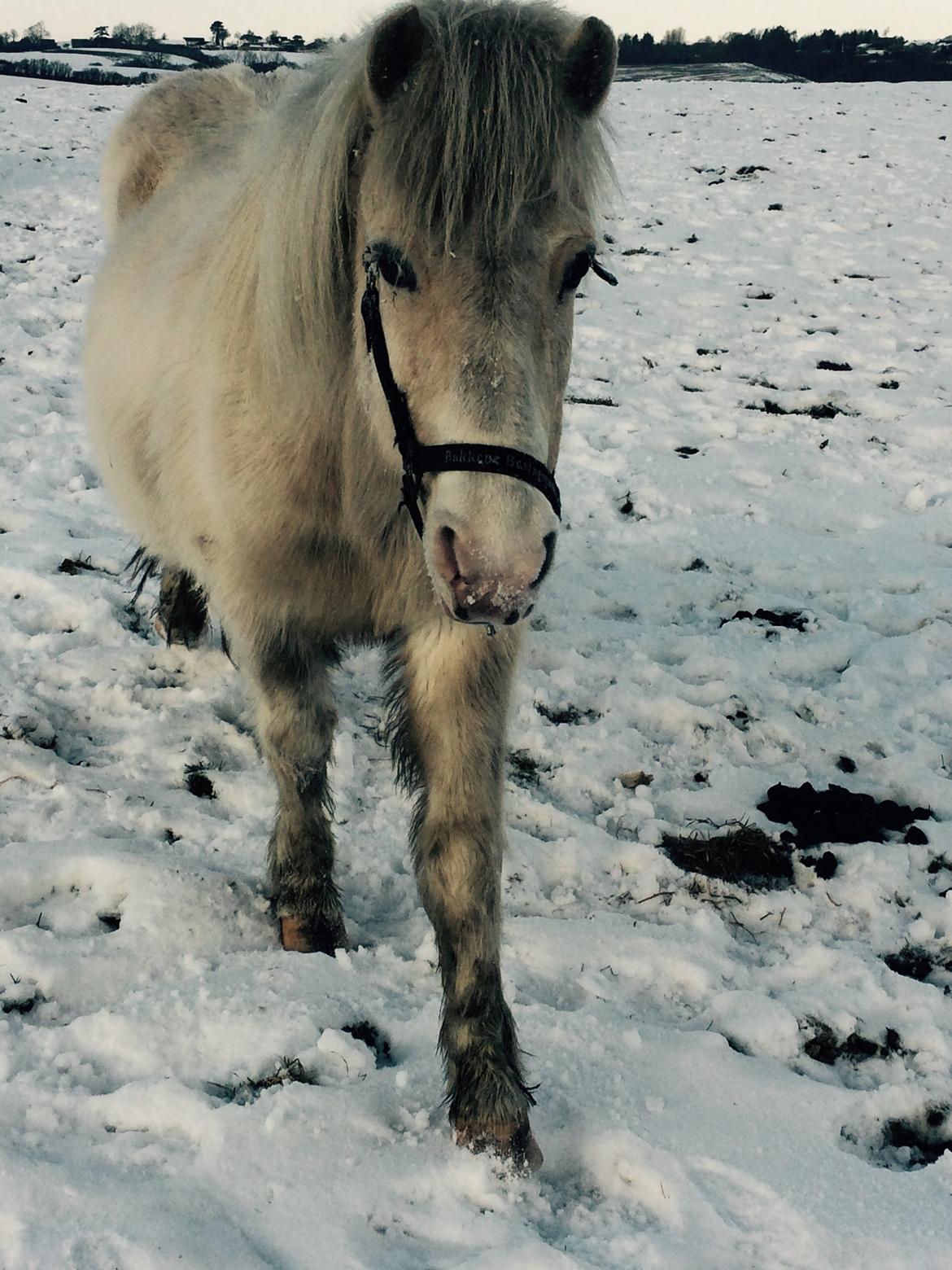 Islænder Jökladís Frá Markaskarði billede 14