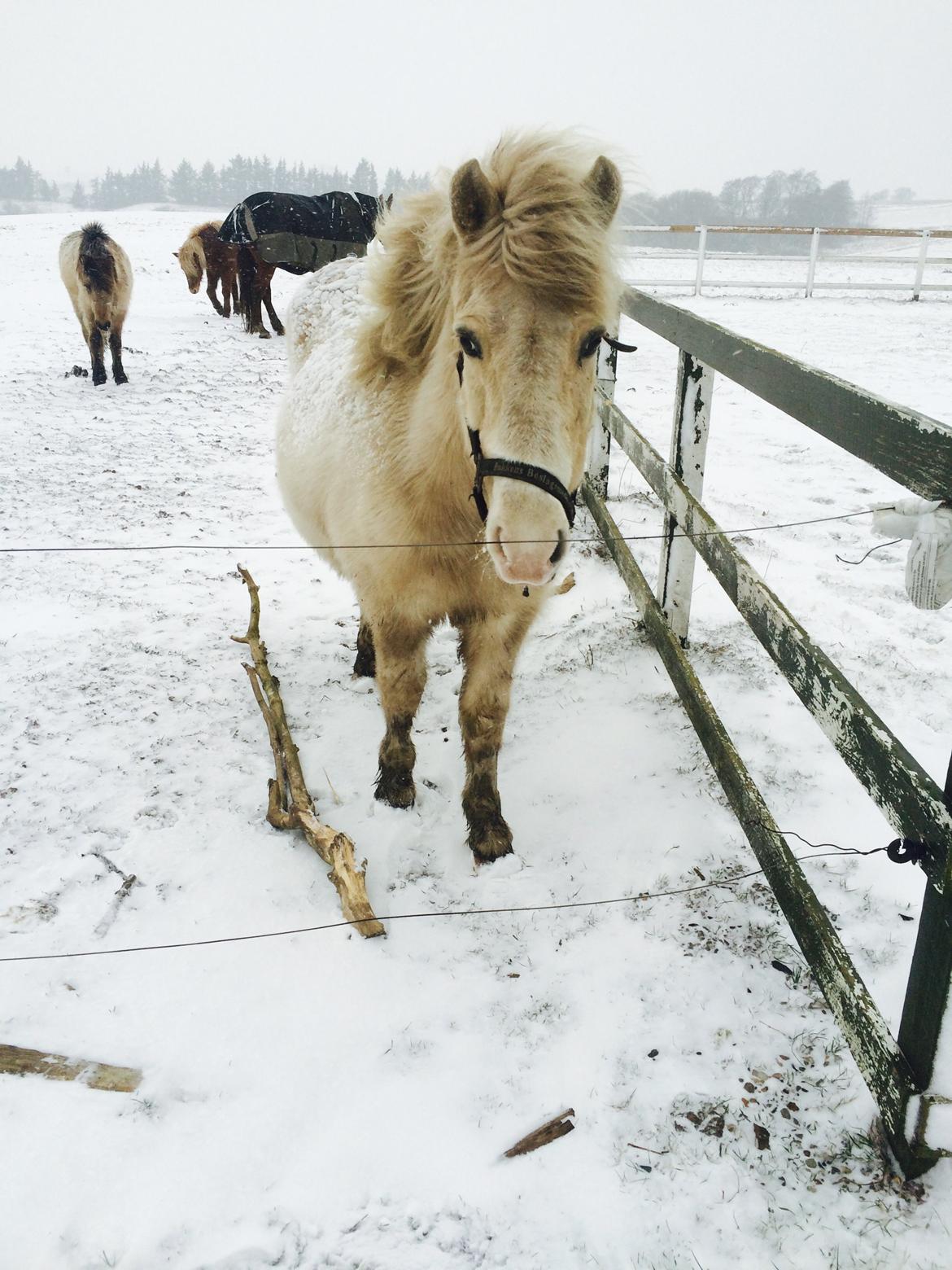 Islænder Jökladís Frá Markaskarði billede 15