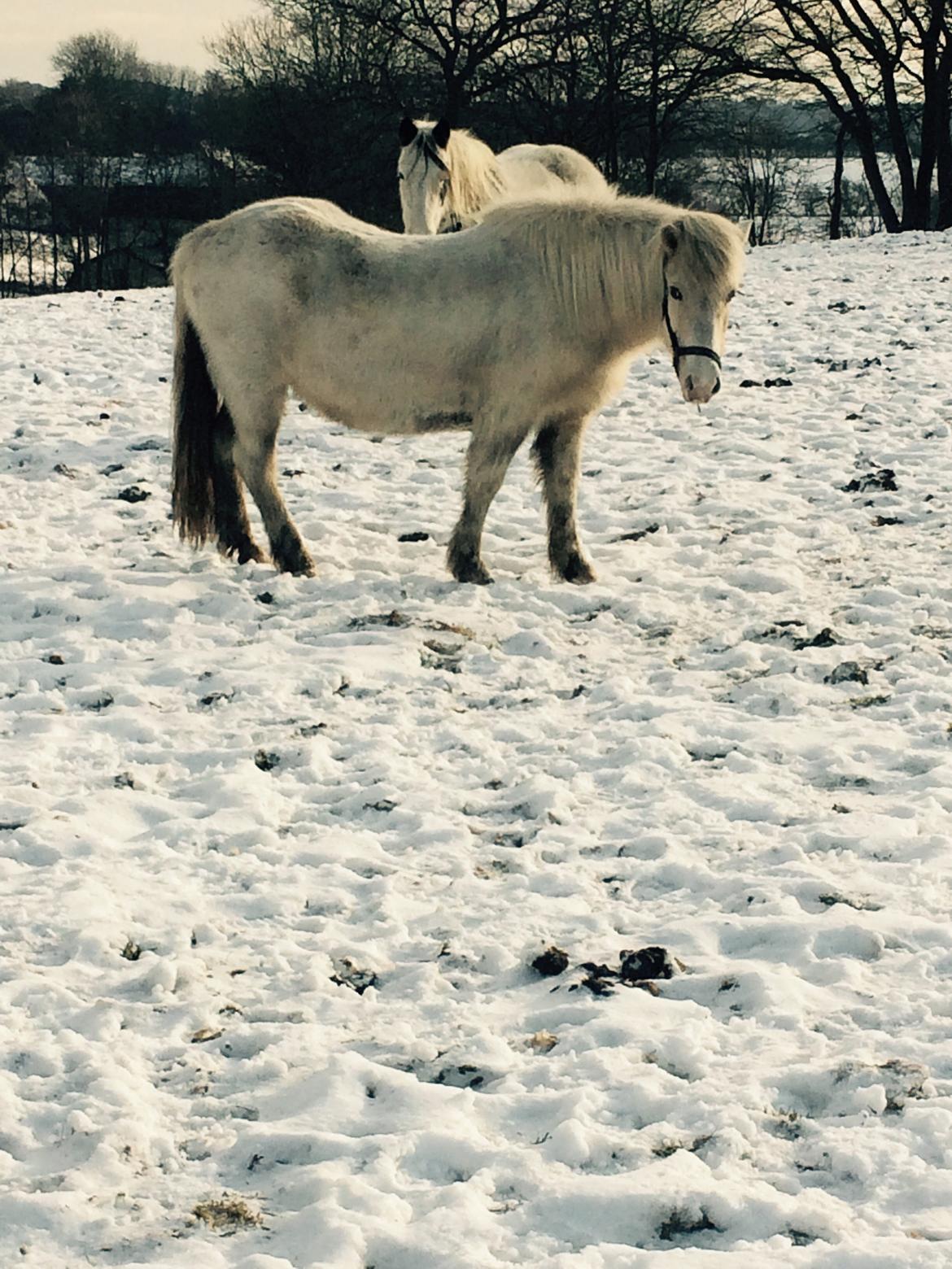 Islænder Jökladís Frá Markaskarði billede 16