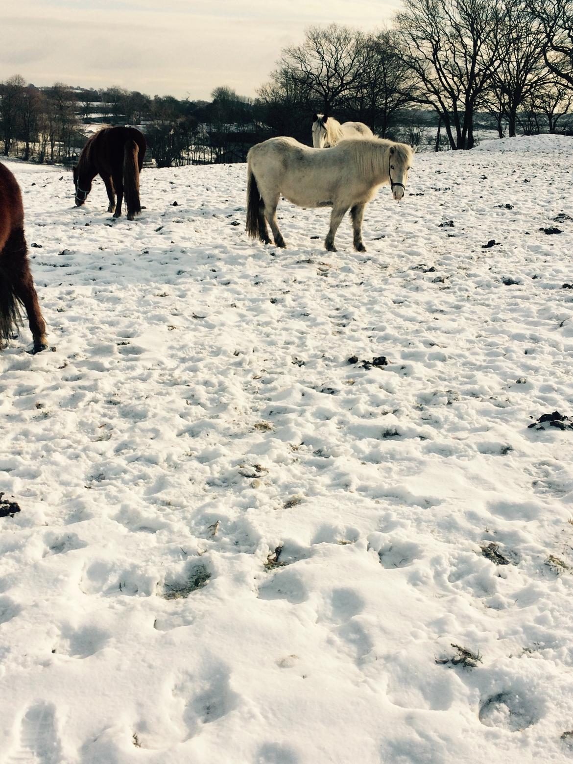 Islænder Jökladís Frá Markaskarði billede 17