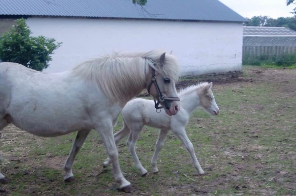 Islænder Jökladís Frá Markaskarði billede 18