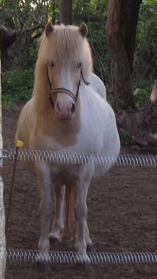 Islænder Jökladís Frá Markaskarði billede 19