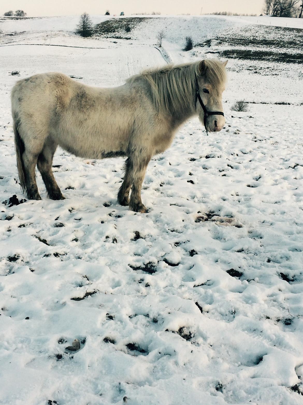 Islænder Jökladís Frá Markaskarði billede 20