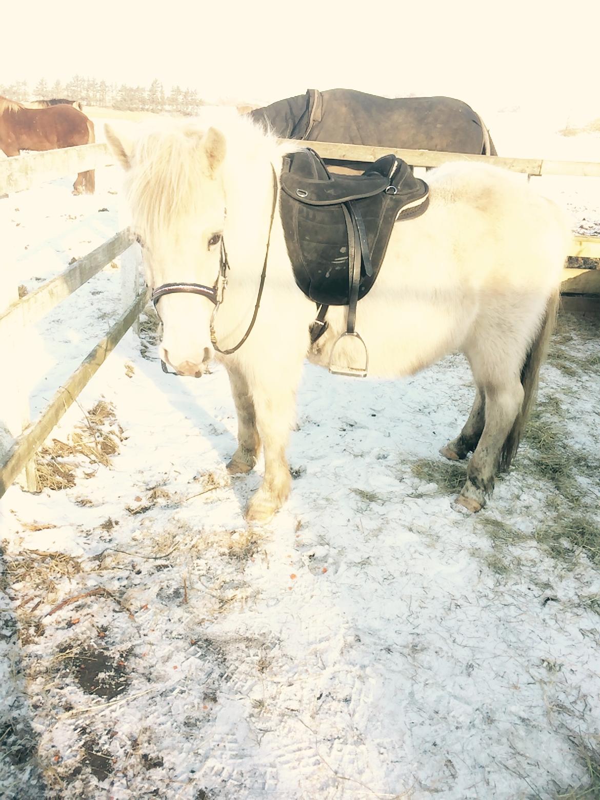 Islænder Jökladís Frá Markaskarði billede 21