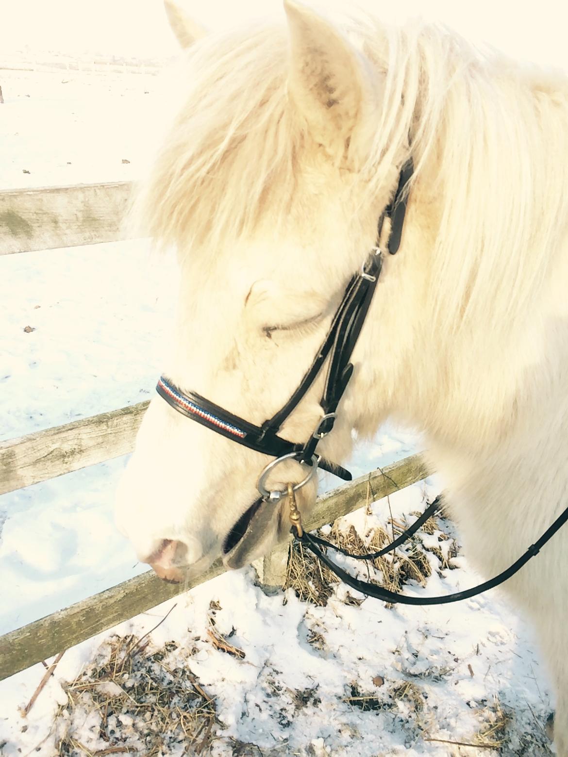 Islænder Jökladís Frá Markaskarði billede 22