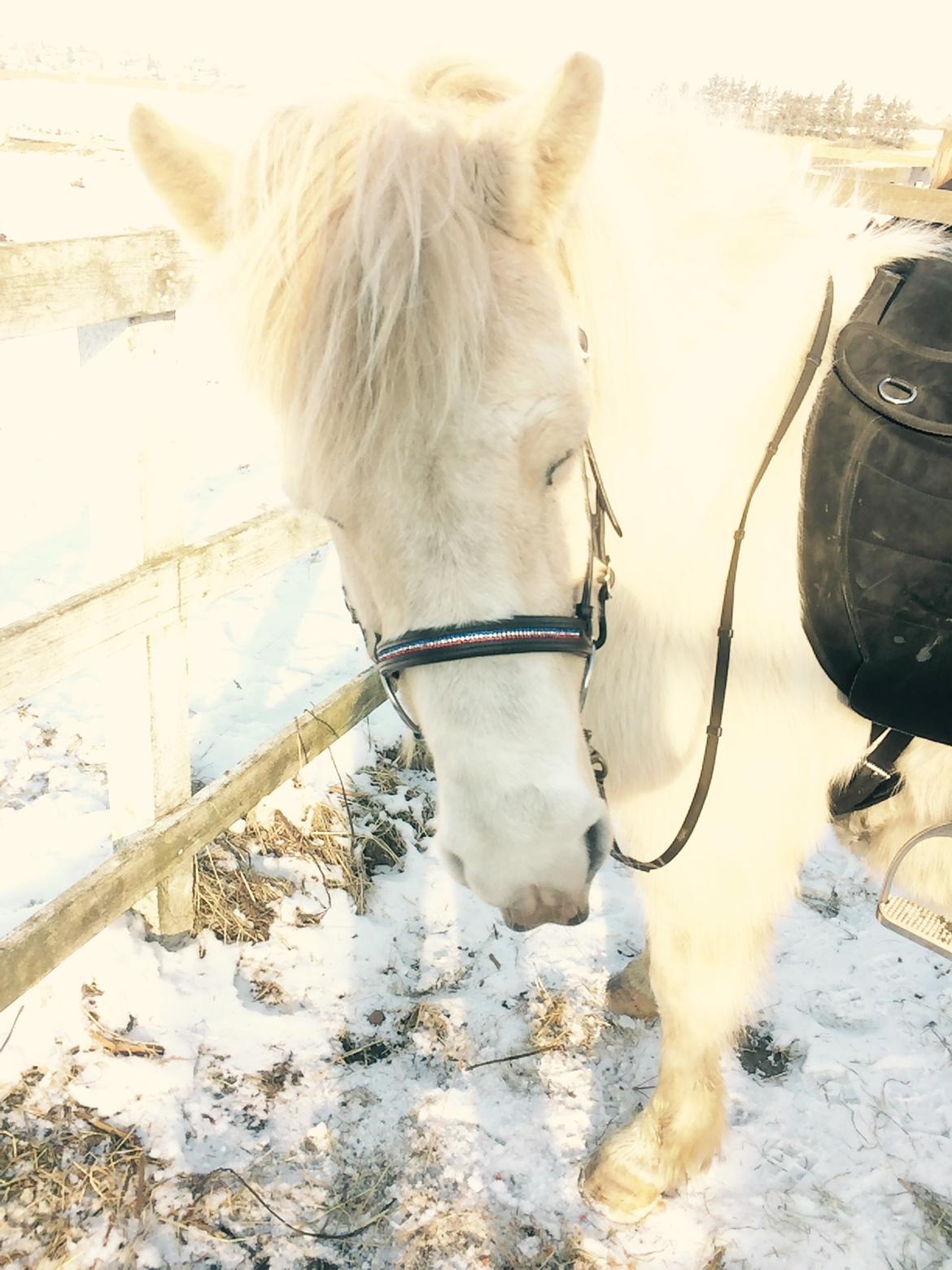 Islænder Jökladís Frá Markaskarði billede 23