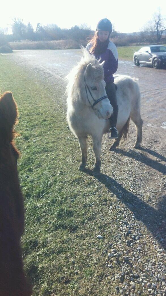 Islænder Jökladís Frá Markaskarði billede 24