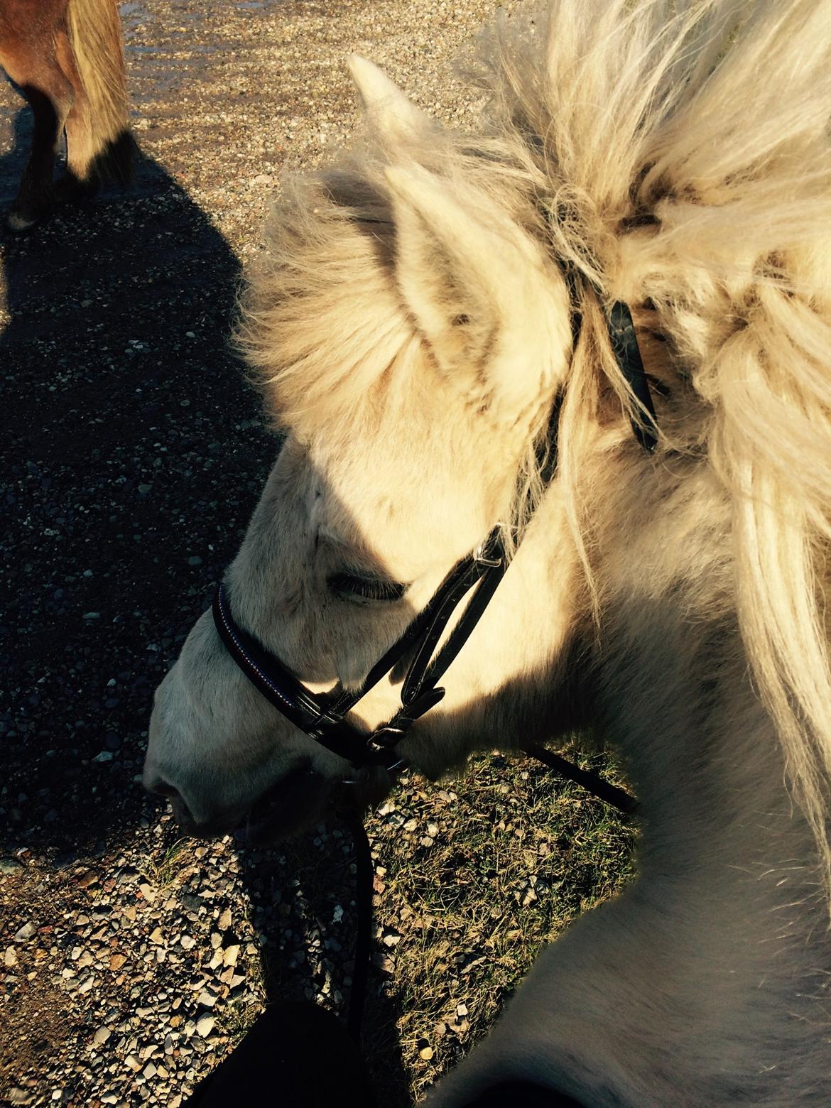 Islænder Jökladís Frá Markaskarði billede 26