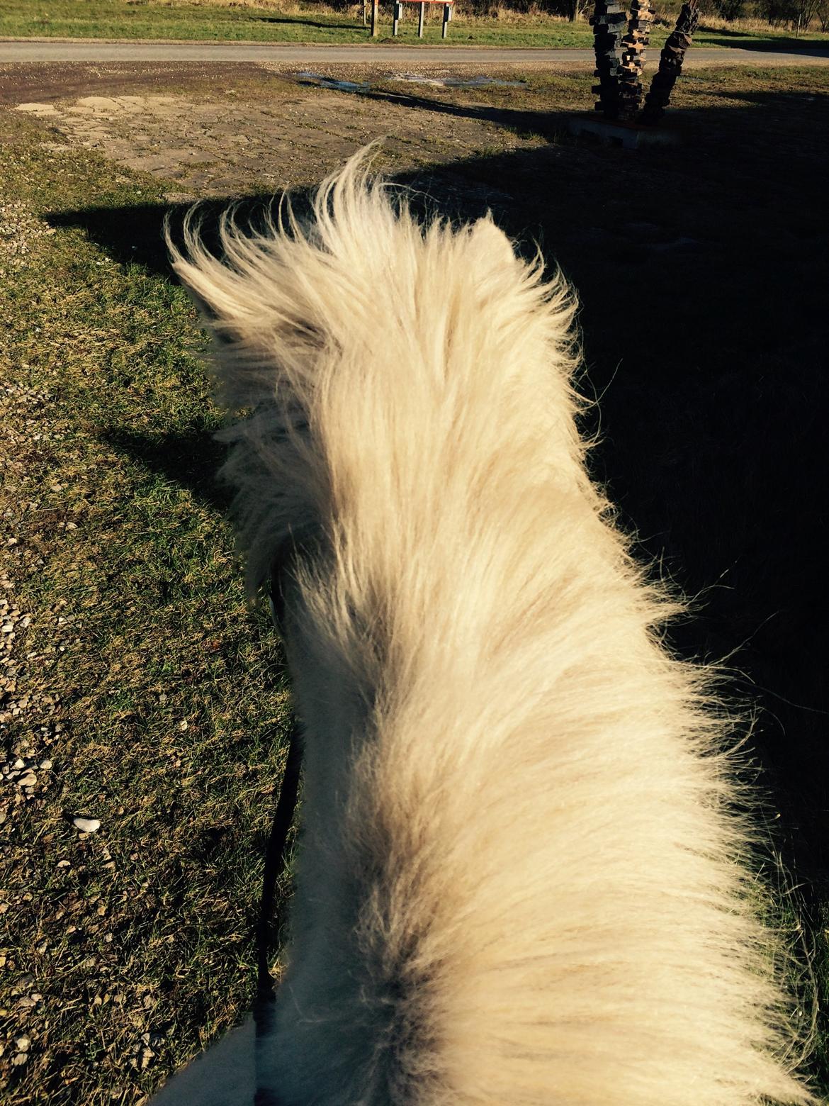 Islænder Jökladís Frá Markaskarði billede 27