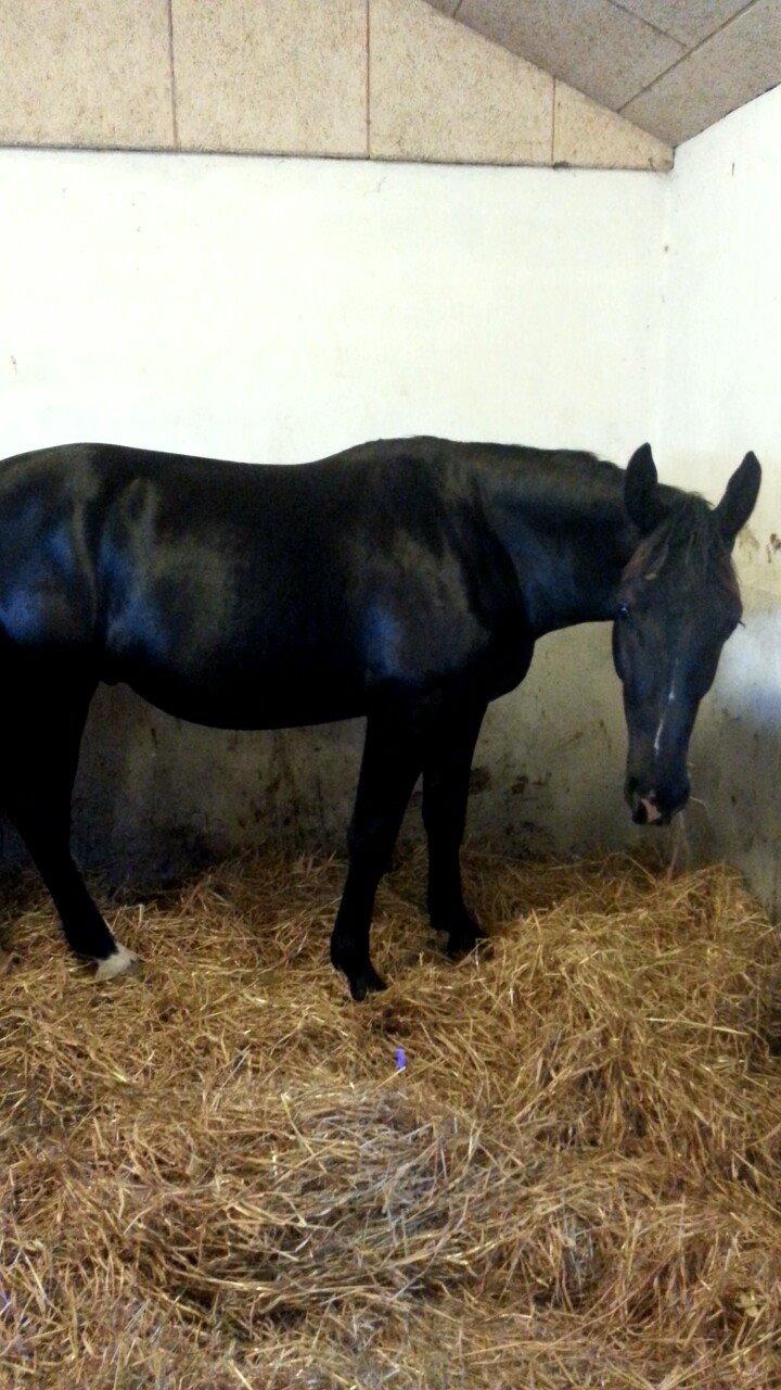 Anden særlig race Crixus billede 4