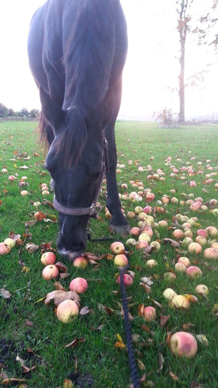Anden særlig race Crixus billede 5