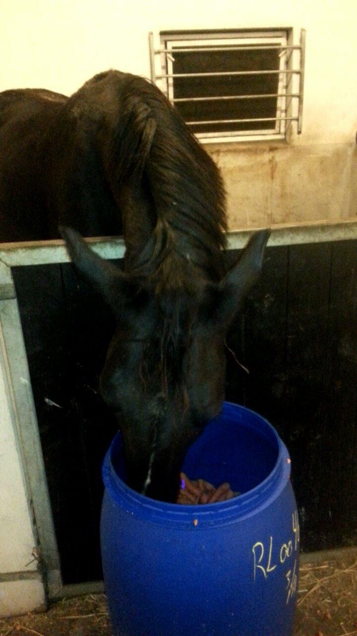 Anden særlig race Crixus billede 6