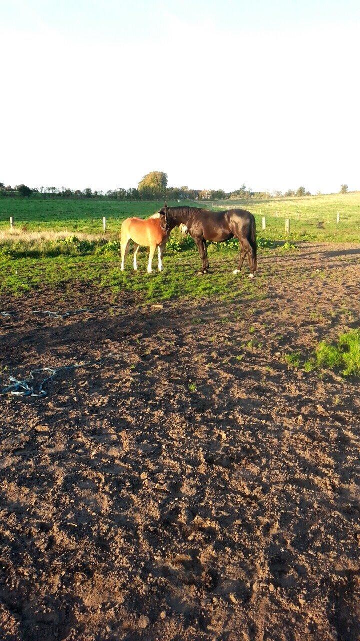 Anden særlig race Crixus billede 7