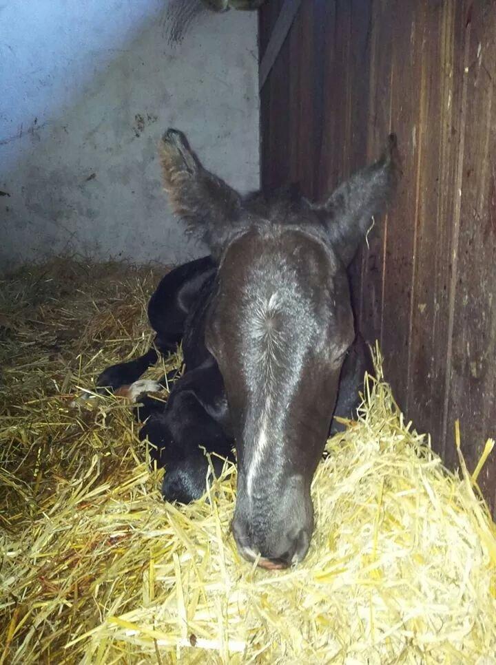 Anden særlig race Crixus billede 8