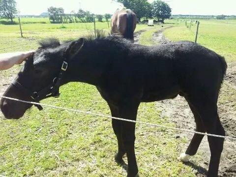 Anden særlig race Crixus billede 9