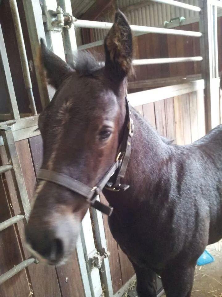 Anden særlig race Crixus billede 10