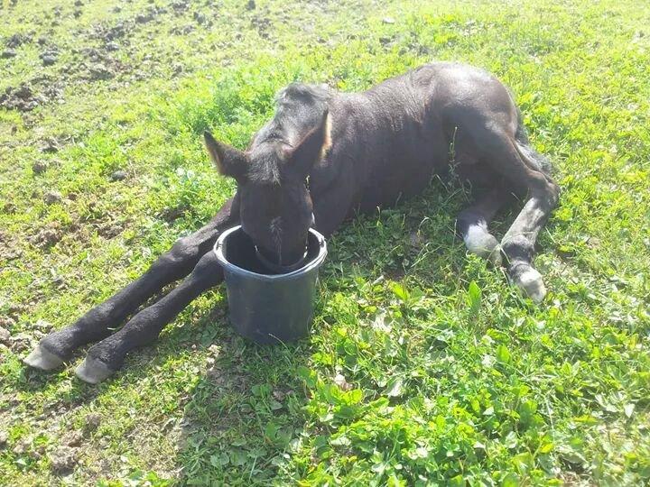 Anden særlig race Crixus billede 11