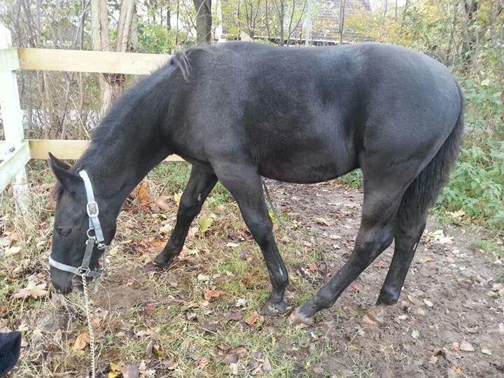 Anden særlig race Crixus billede 12