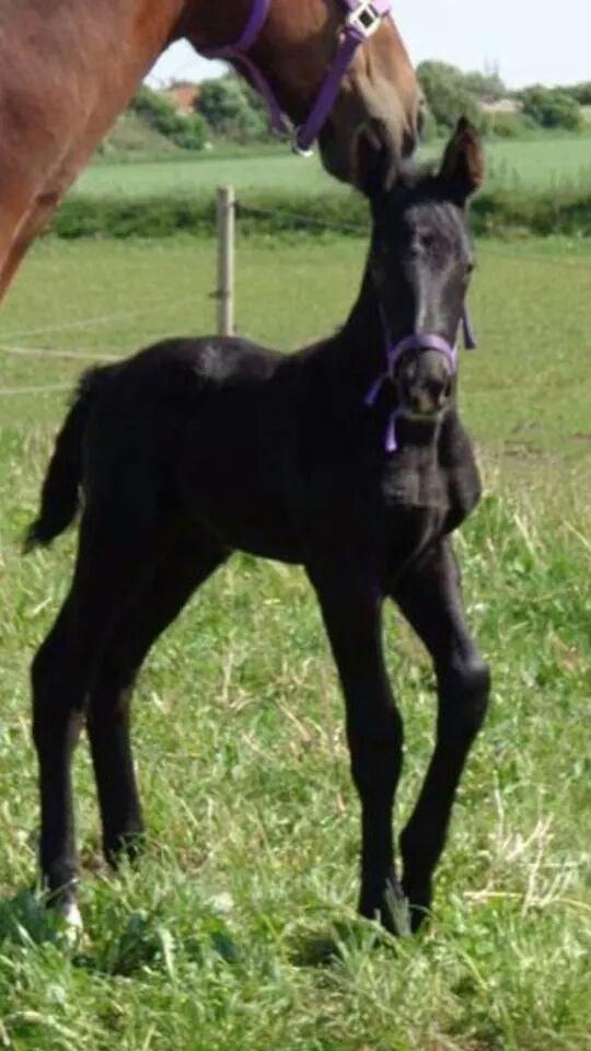 Anden særlig race Crixus billede 13