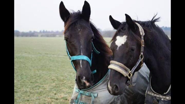 Anden særlig race Crixus billede 14