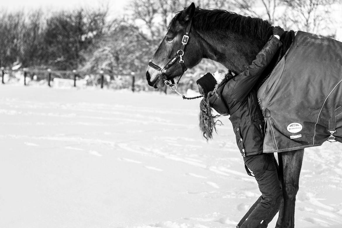 Svensk Varmblod WELTIZZE - Hun finder sig i aaaaaalt jeg udsætter hende for.<3 billede 19