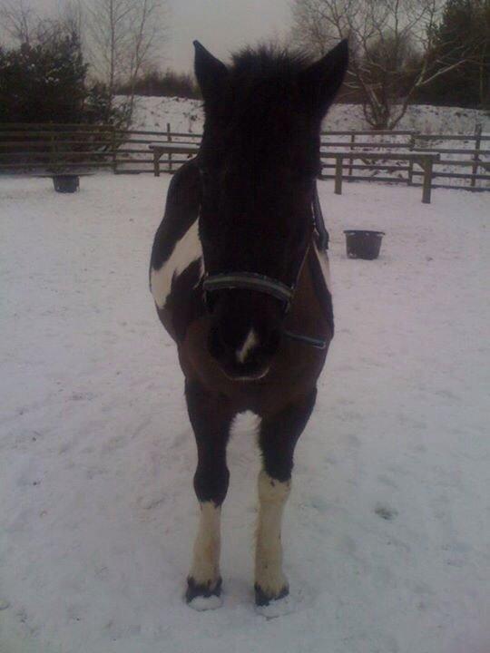 Irsk Sportspony Cavallo billede 14